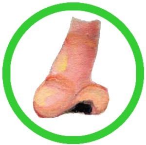 C-nos